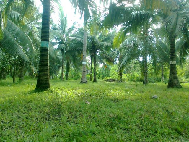 Coconut Farm 1000sqm
