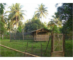 2 ha Mango Farm Livestock Koronadal City