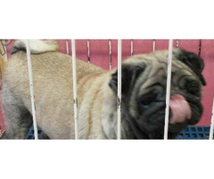 PUG female adult with PCCI papers