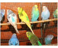 Parakeet Lovebirds