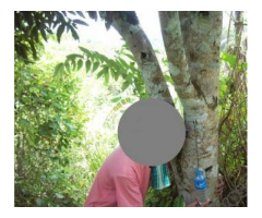 5 hectar rubber farm in Kidapawan