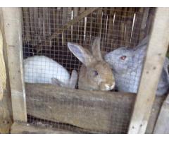 Rabbits For sale 